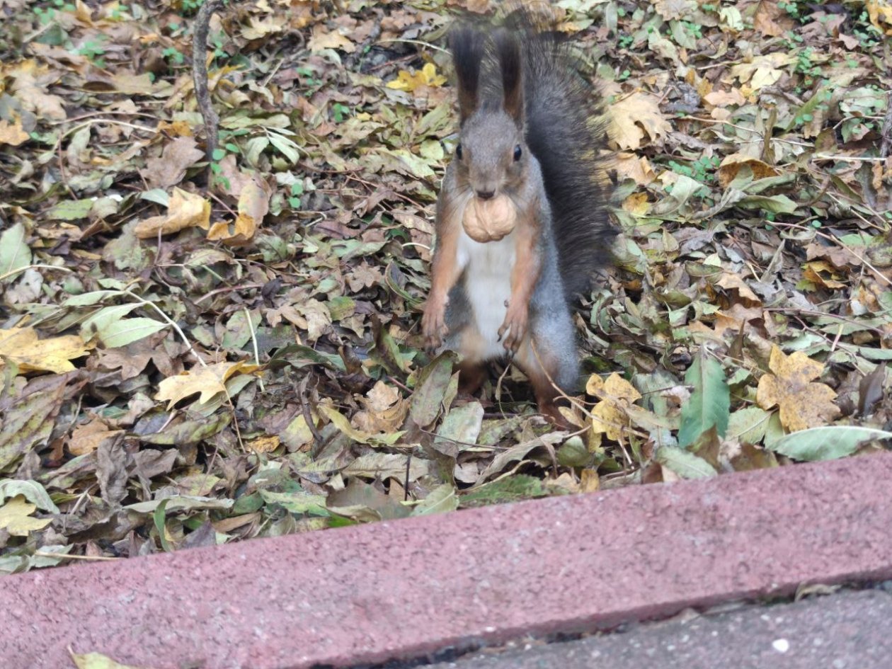 Почему не стоит кормить белок с рук, рассказали специалисты ИА Stavropol.Media