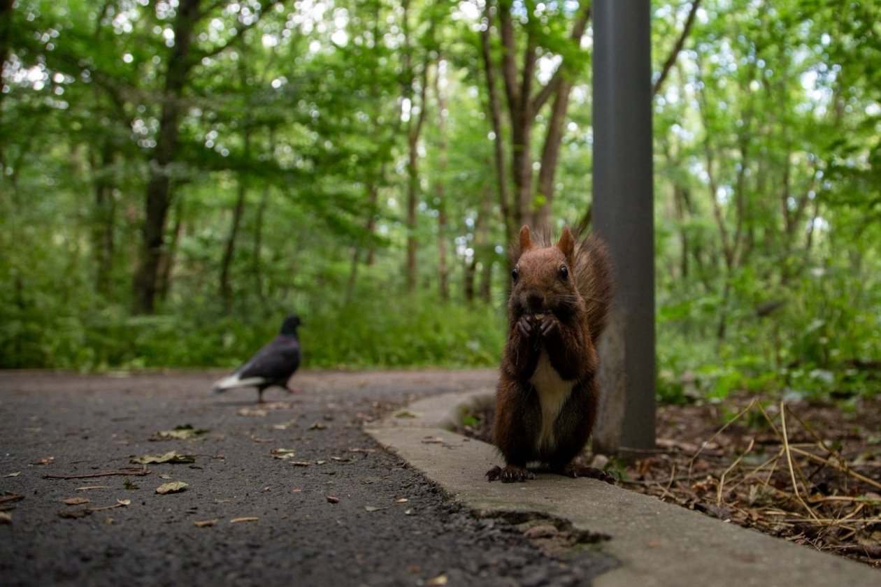 Когда появятся экотропы в Таманском лесу, рассказали в администрации Ставрополя ИА Stavropol.Media