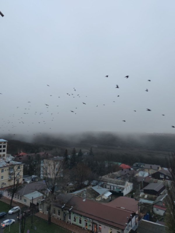 Новые виды птиц зимуют на Ставрополье из-за климатических изменений ИА Stavropol.Media