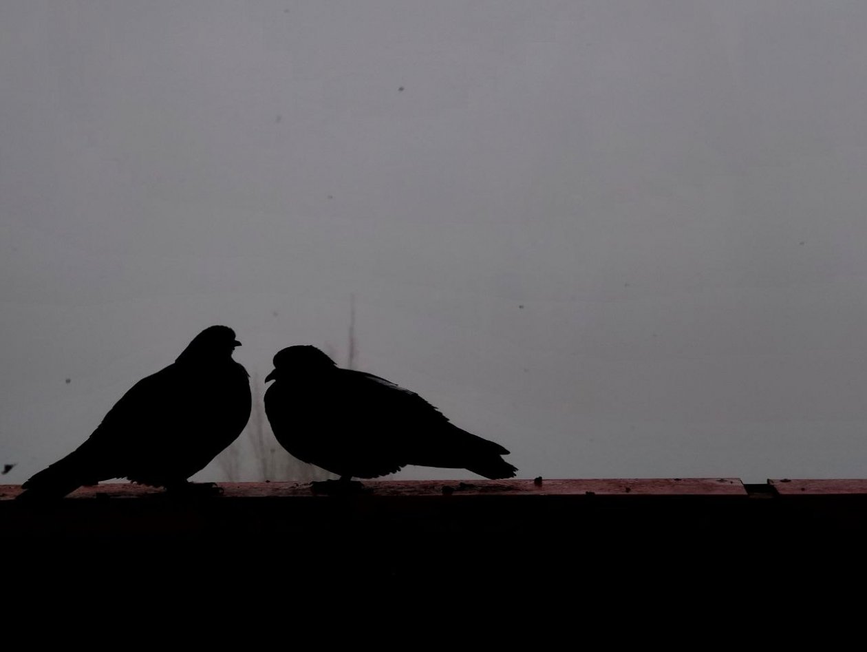 Какие угрозы ждут городских птиц зимой на Ставрополье, рассказал орнитолог ИА Stavropol.Media