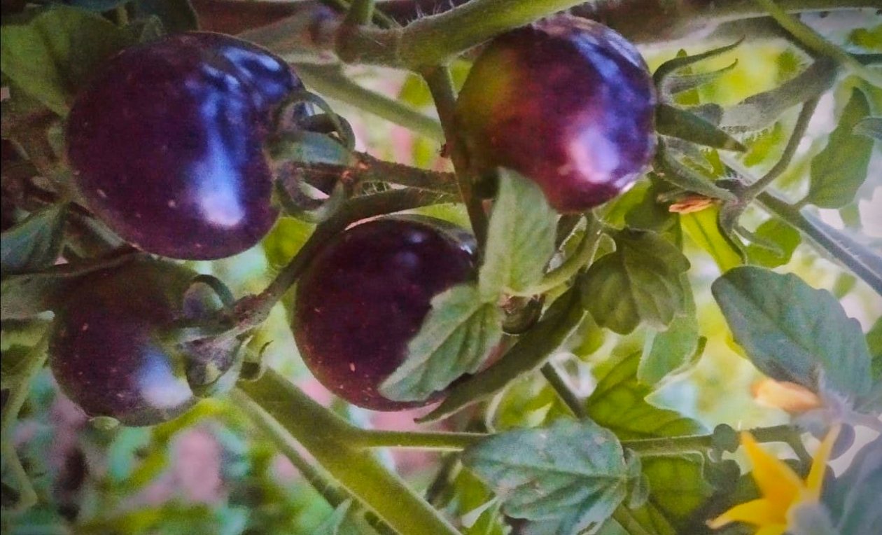 Томаты Автора