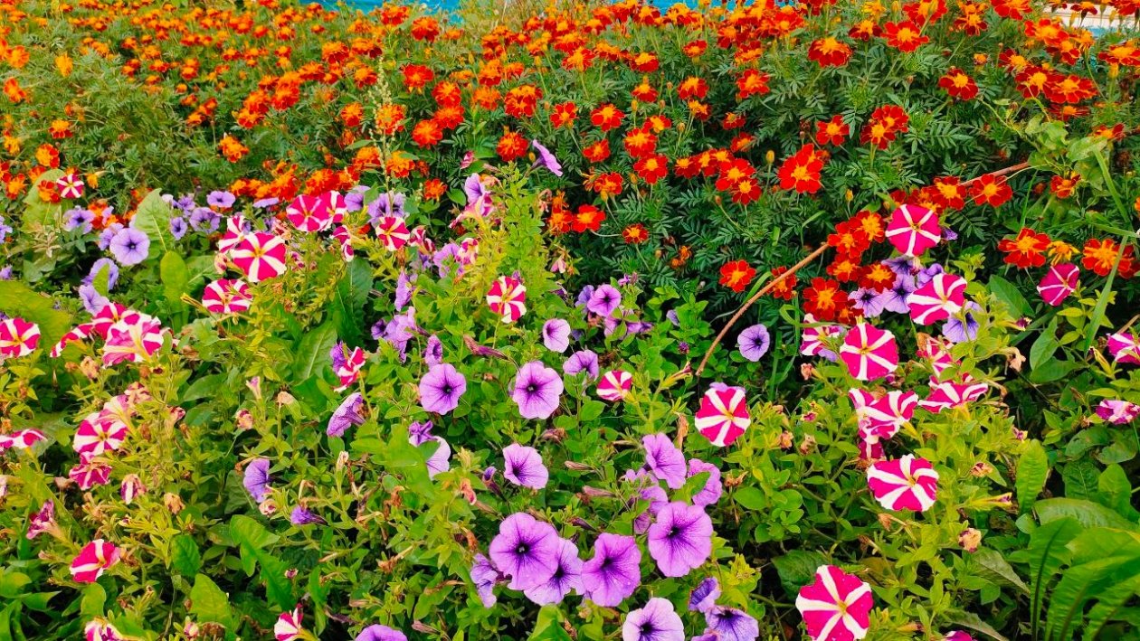 Цветы Автора