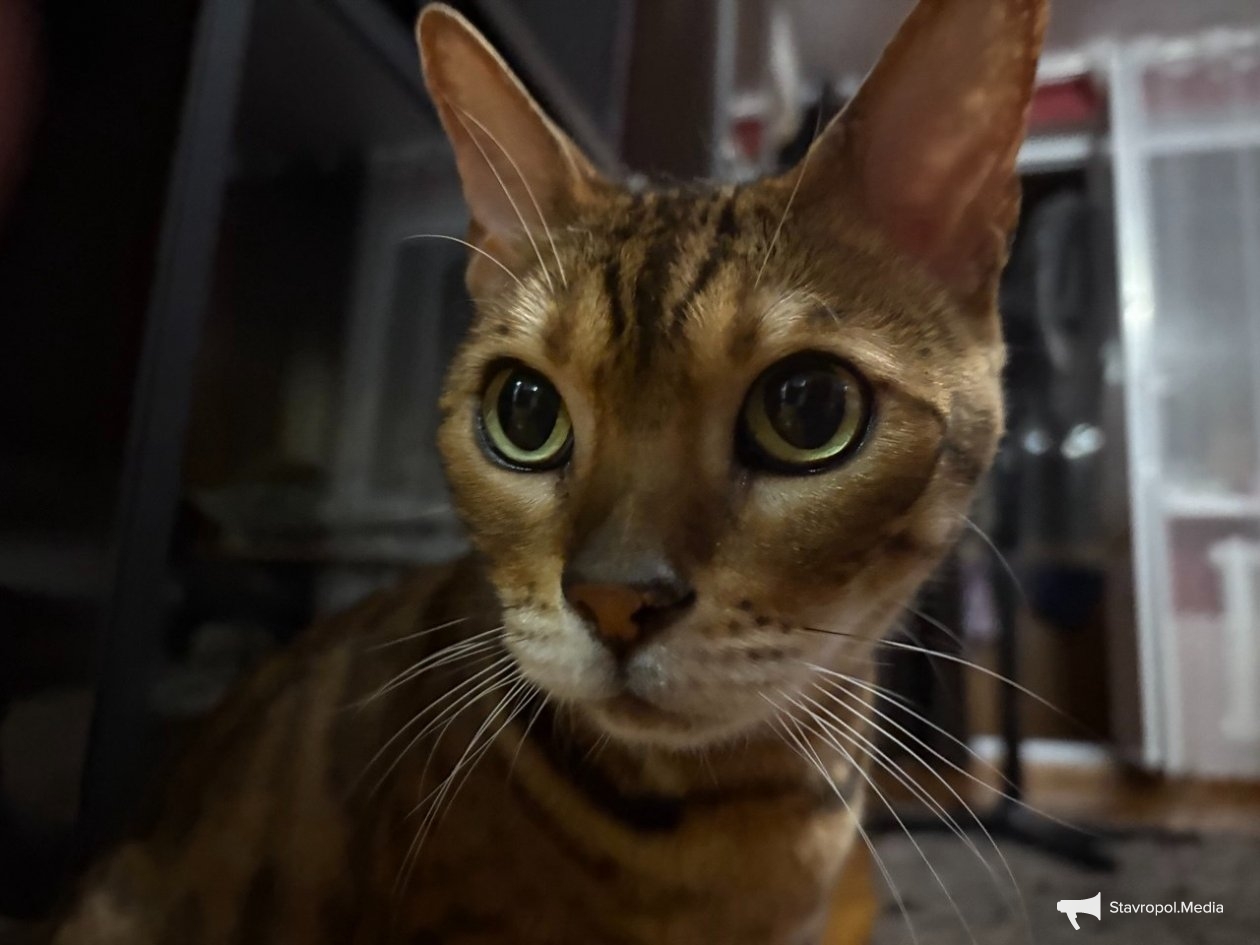 ИА Stavropol.Media