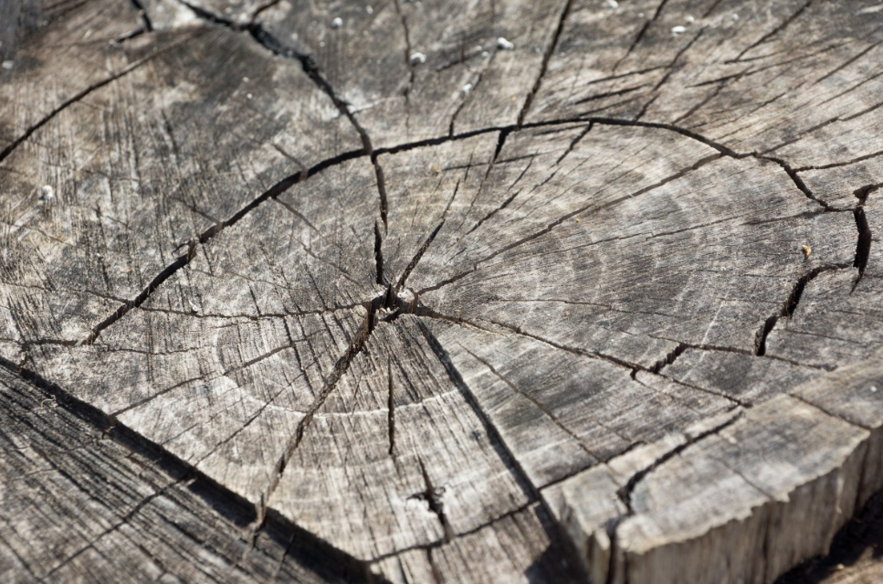 Тематическое фото pxhere.com