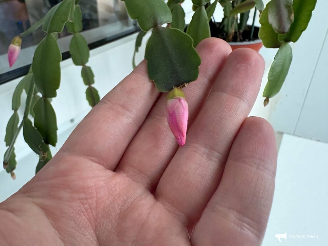 ИА Stavropol.Media