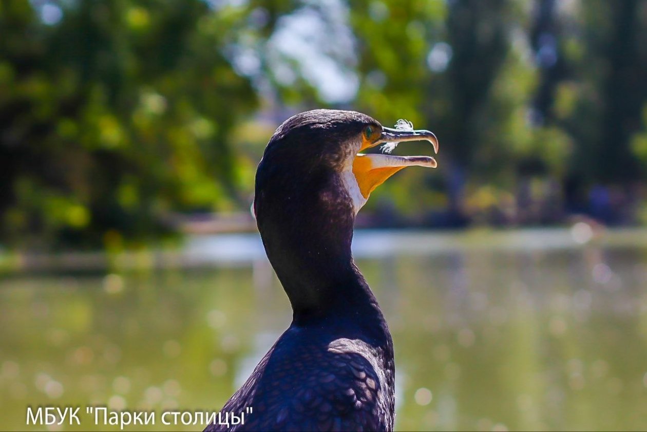 Бакланы прилетели зимовать в Крым МБУК &quotПарки столицы&quot