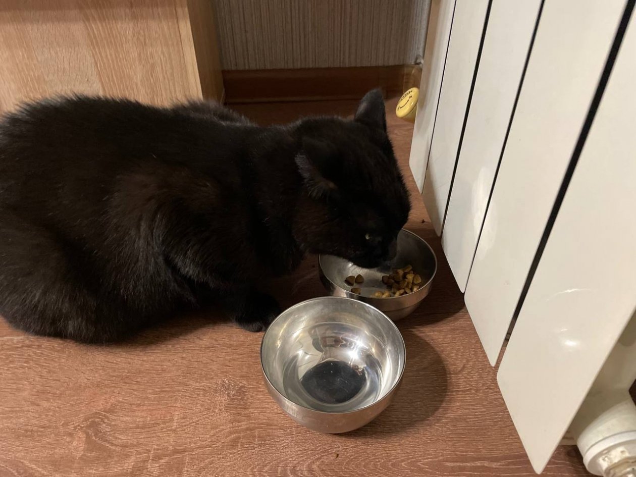 Не 1, не 2 и не 3 раза: сколько раз в день нужно кормить кошку - совет ветеринара ИА Stavropol.Media