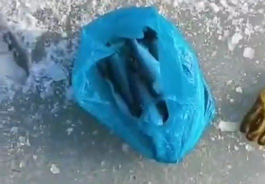 Скрин из видео t.me/vkratce_vld