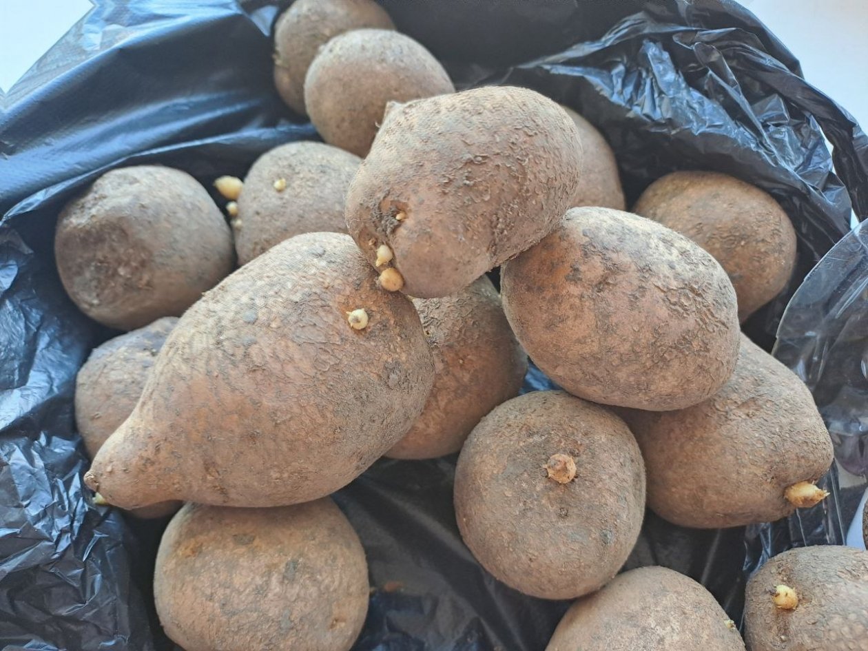 Вырастил картофель без прополки и окучивания: соседи сначала смеялись, теперь повторяют Ольга Долгополова, ИА UssurMedia