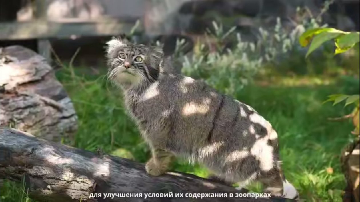 Фильм о мануле Кадр из видео Ленинградского зоопарка