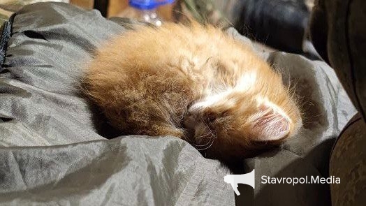 ИА Stavropol.Media