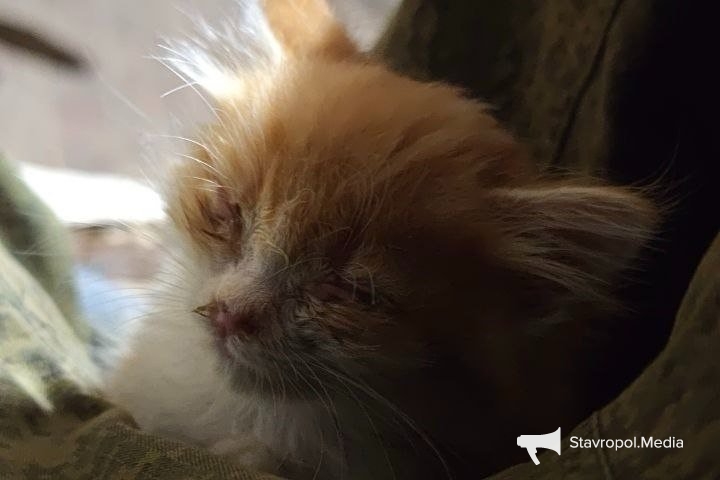 ИА Stavropol.Media