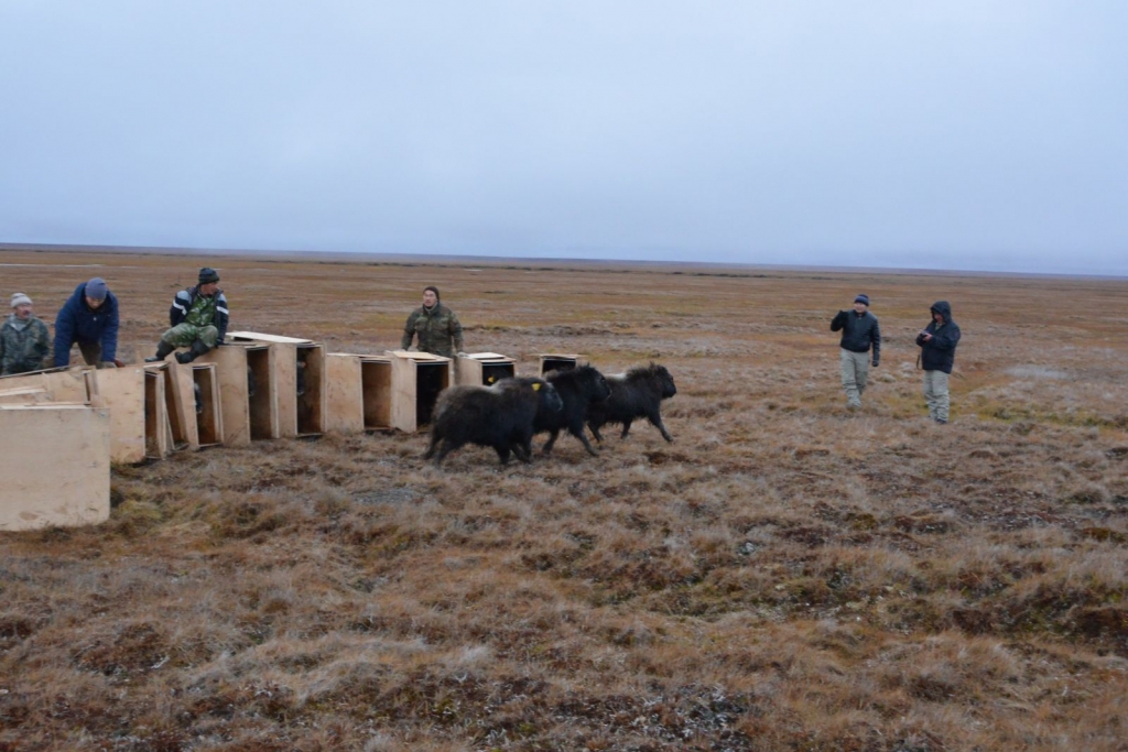 Постоянное место жительства обрели 25 овцебыков в Нижнеколымском районе Якутии, Фото с места события из других источников