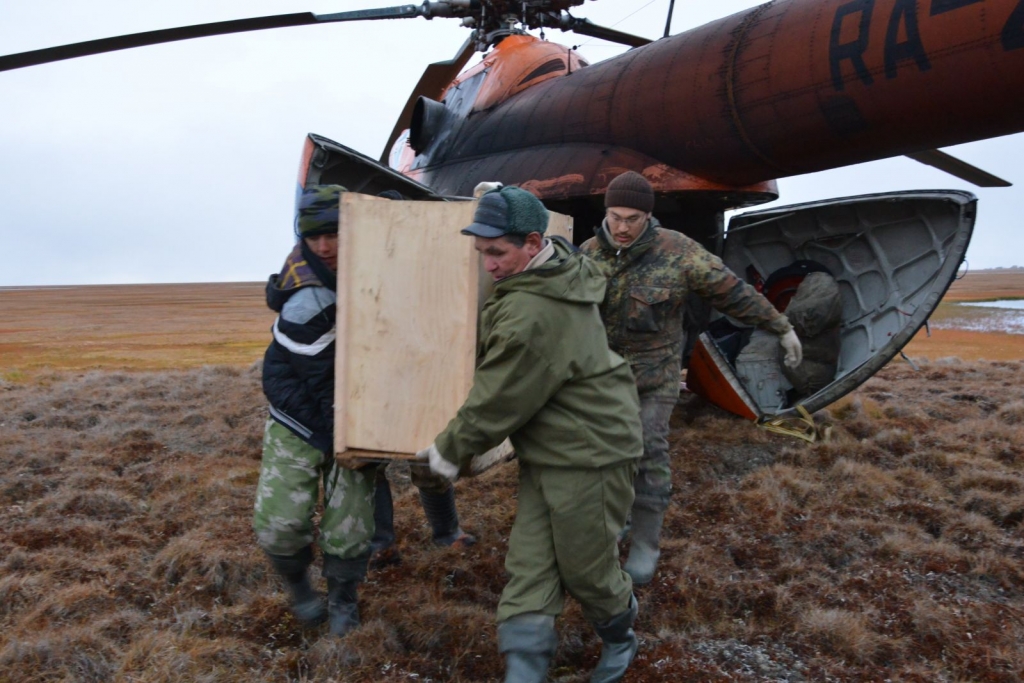 Постоянное место жительства обрели 25 овцебыков в Нижнеколымском районе Якутии, Фото с места события из других источников
