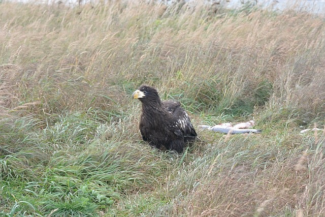 Птенец белоплечего орлана, Фото с места события из других источников