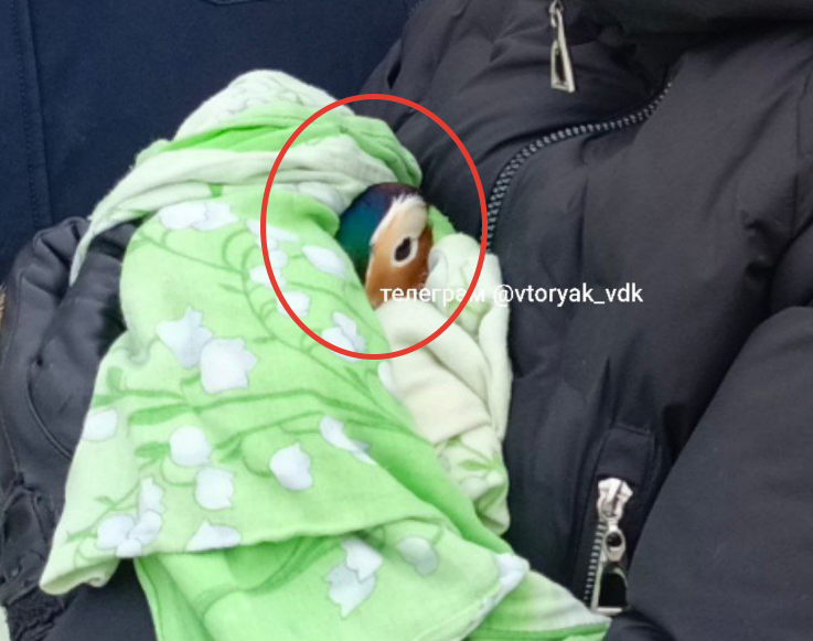 Тематическое фото t.me/vtoryak_vdk