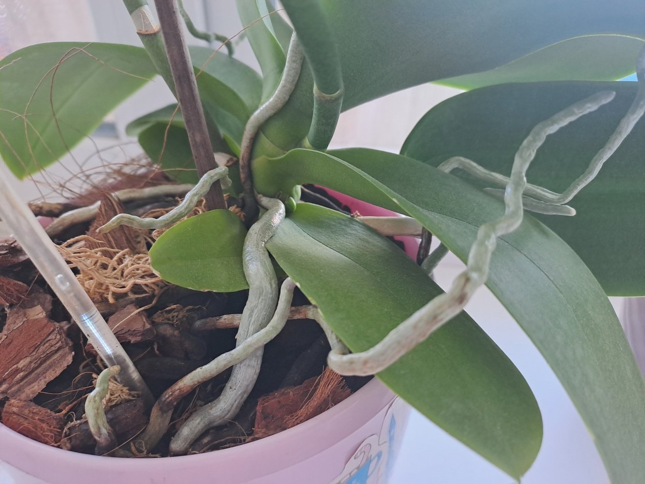 Ольга Долгополова, ИА UssurMedia