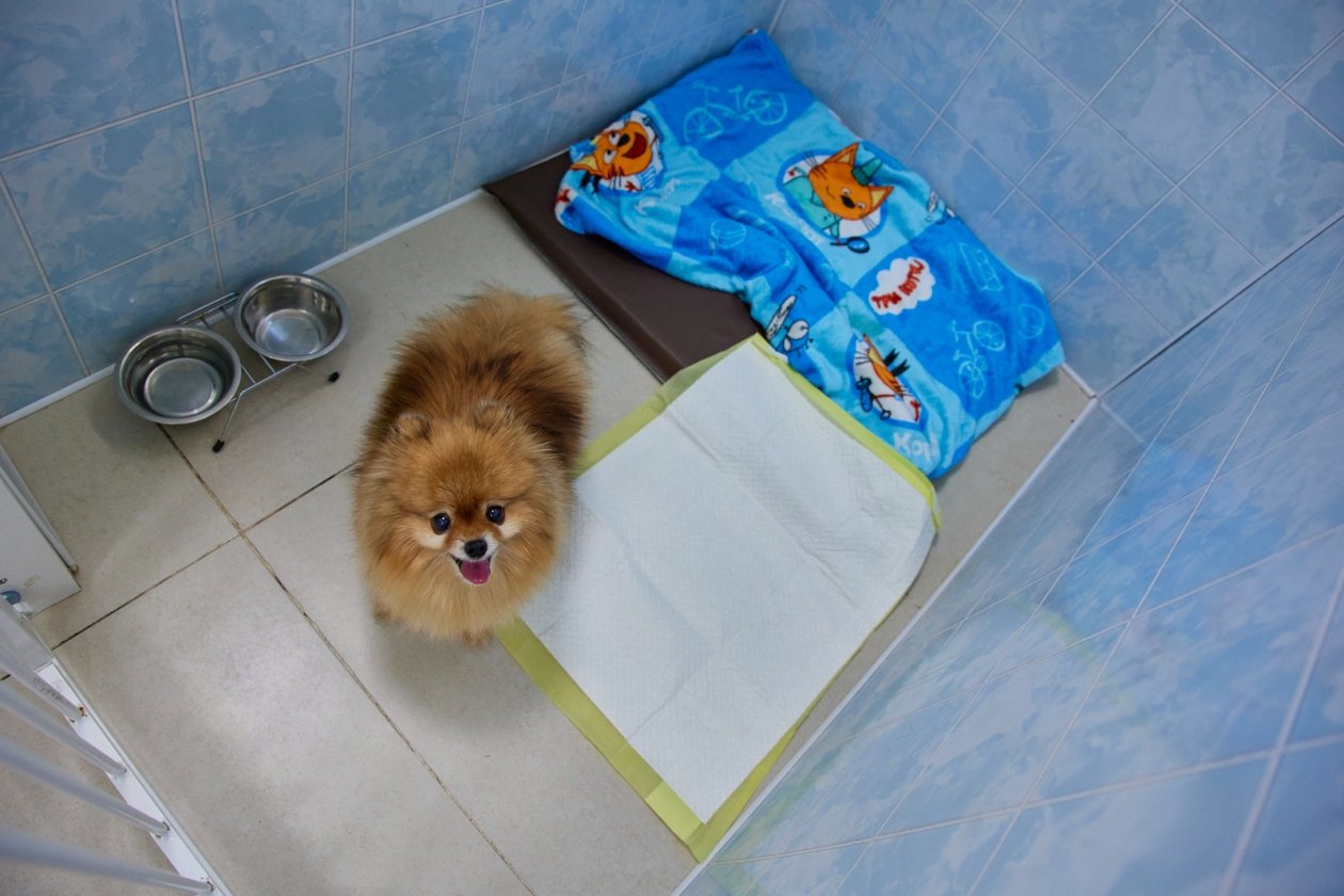 Постоялец отеля для животных во Владивостоке Дмитрий Осипчук, ИА PrimaMedia