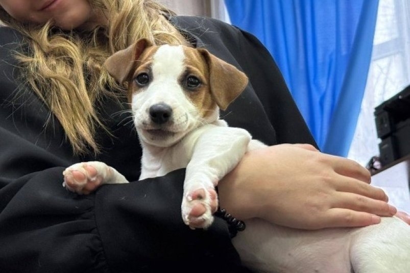 Президент России Владимир Путин подарил щенка школьнице из Иркутской области Пресс-служба правительства Иркутской области