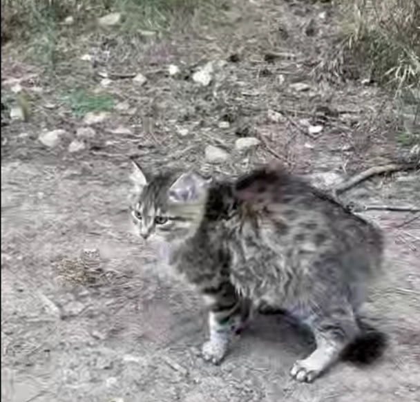 тг-канал (18+) мэра Чунского округа