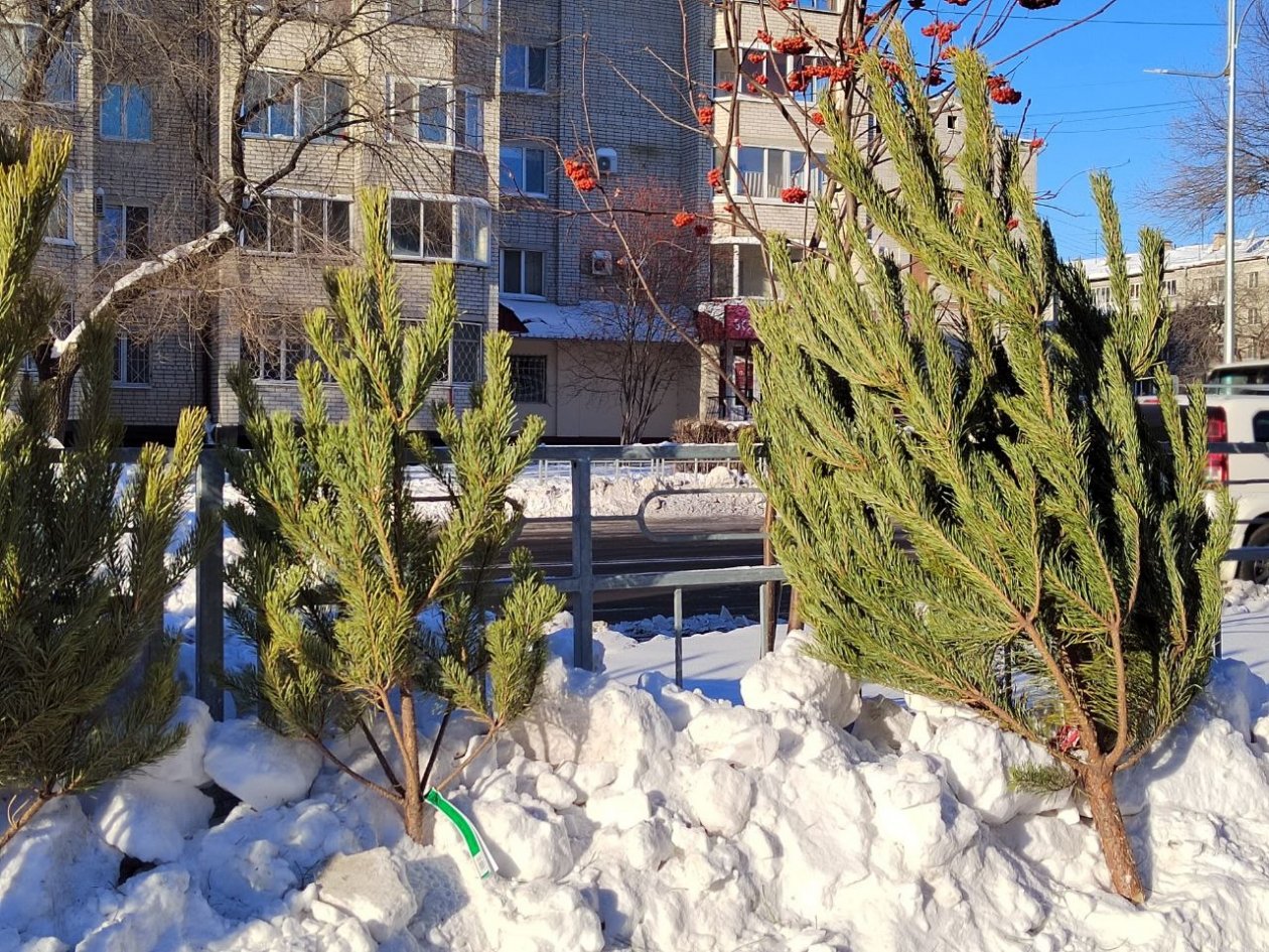 В Благовещенске открылись 20 уличных площадок и специализированные магазины Юлия Ожегова, ИА PriamurMedia