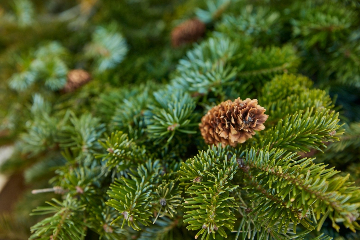 Новогодняя красавица ИА PrimaMedia