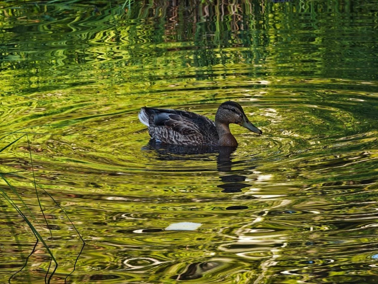 Анастасия Вострецова, корр. ИА AngarskMedia