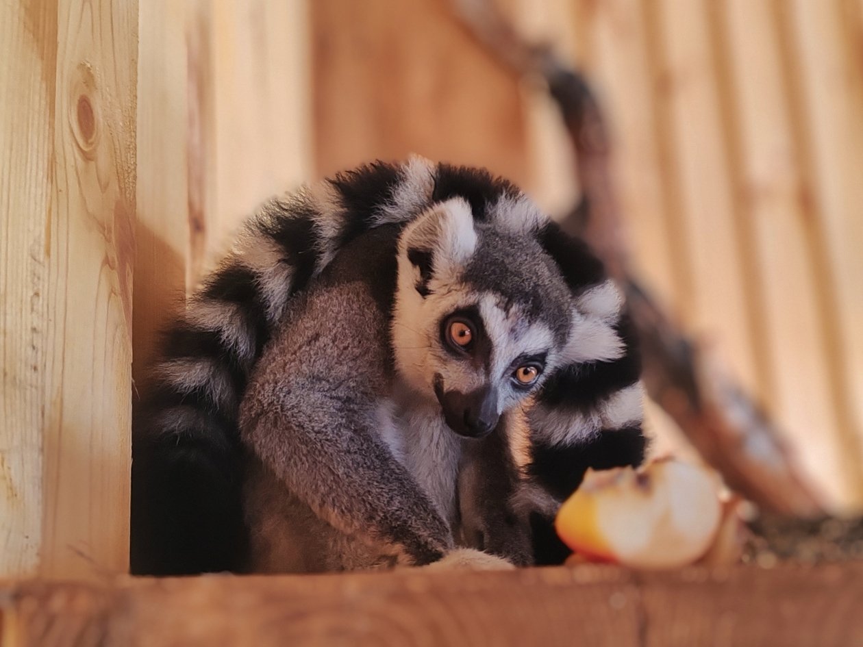 кошачий лемур Большереченский зоопарк