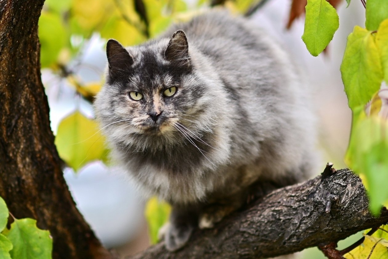 Совушка Из архива Е. Воиновой