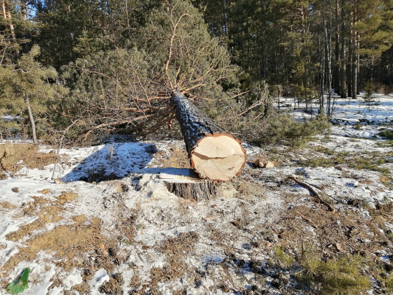 В Усолье-Сибирском взыскали более 4 млн рублей за незаконную вырубку леса Анета  Абрамченко, ИА ChitaMedia.su