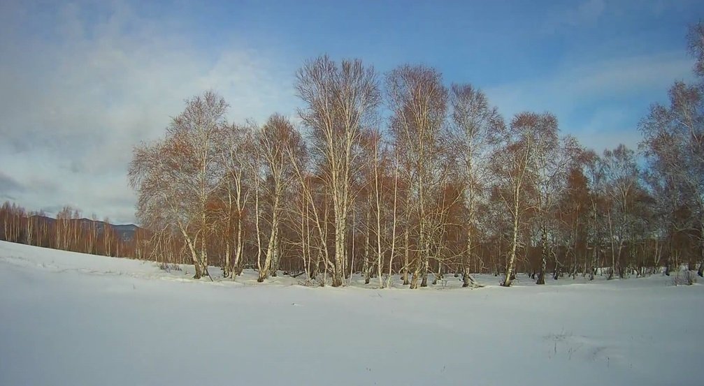 Десятки гектаров сельхозземель в Бурятии заброшены и заросли сорняками Россельхознадзор