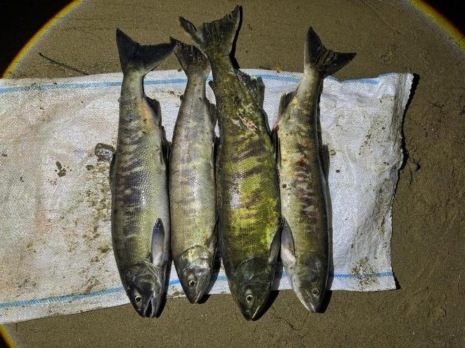 Незаконный улов пресс-служба УТ МВД России по ДФО, по материалам ЛО МВД России на ст. Уссурийск