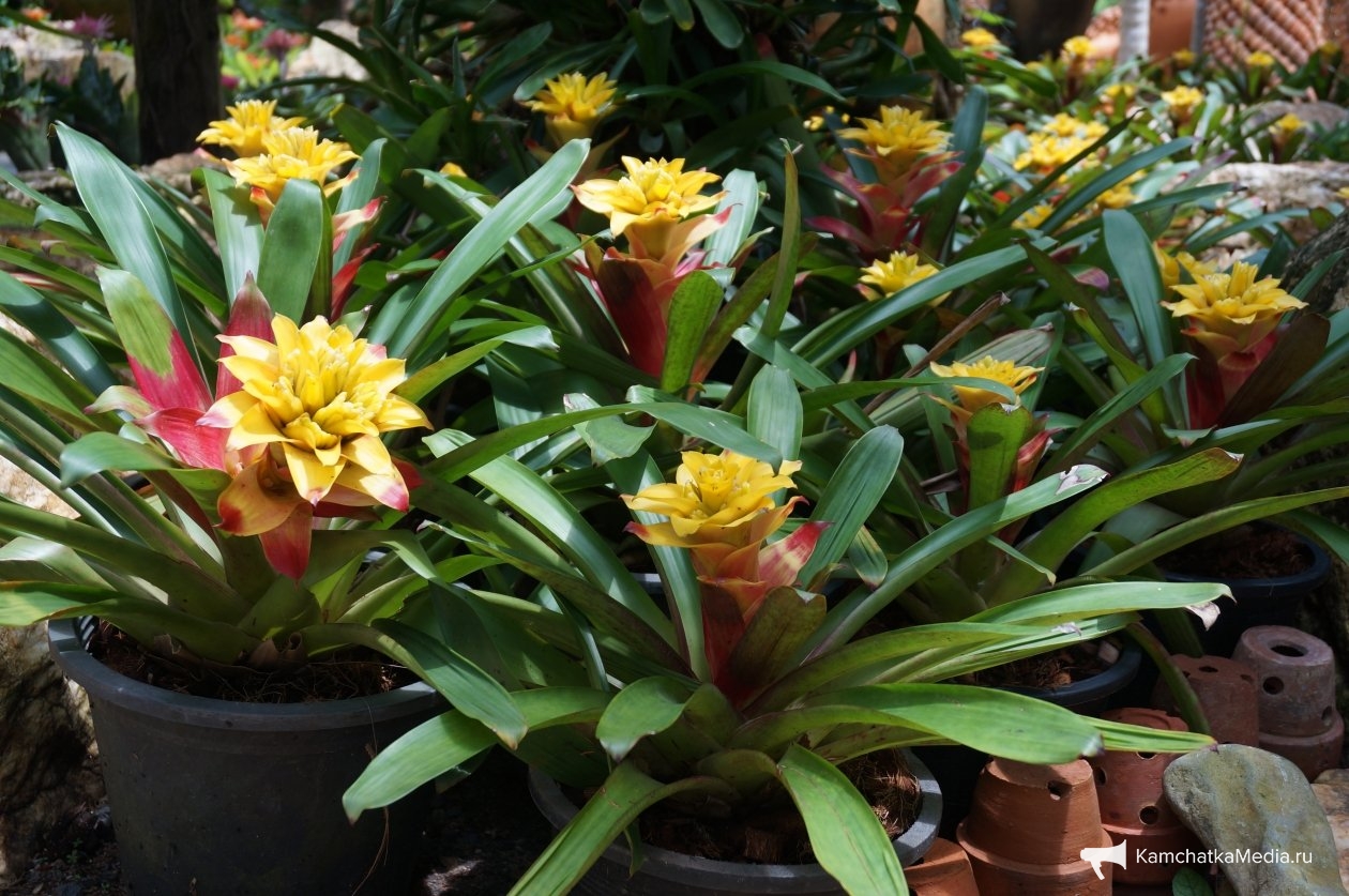 Ирина Васильева, ИА KamchatkaMedia