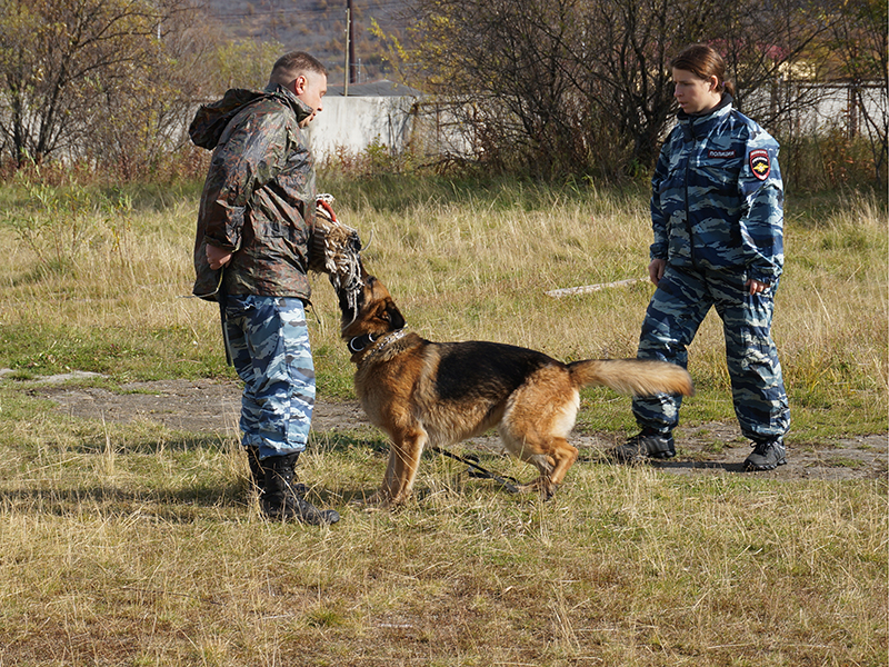 Постановка запаховой задачи, Фото с места события из других источников