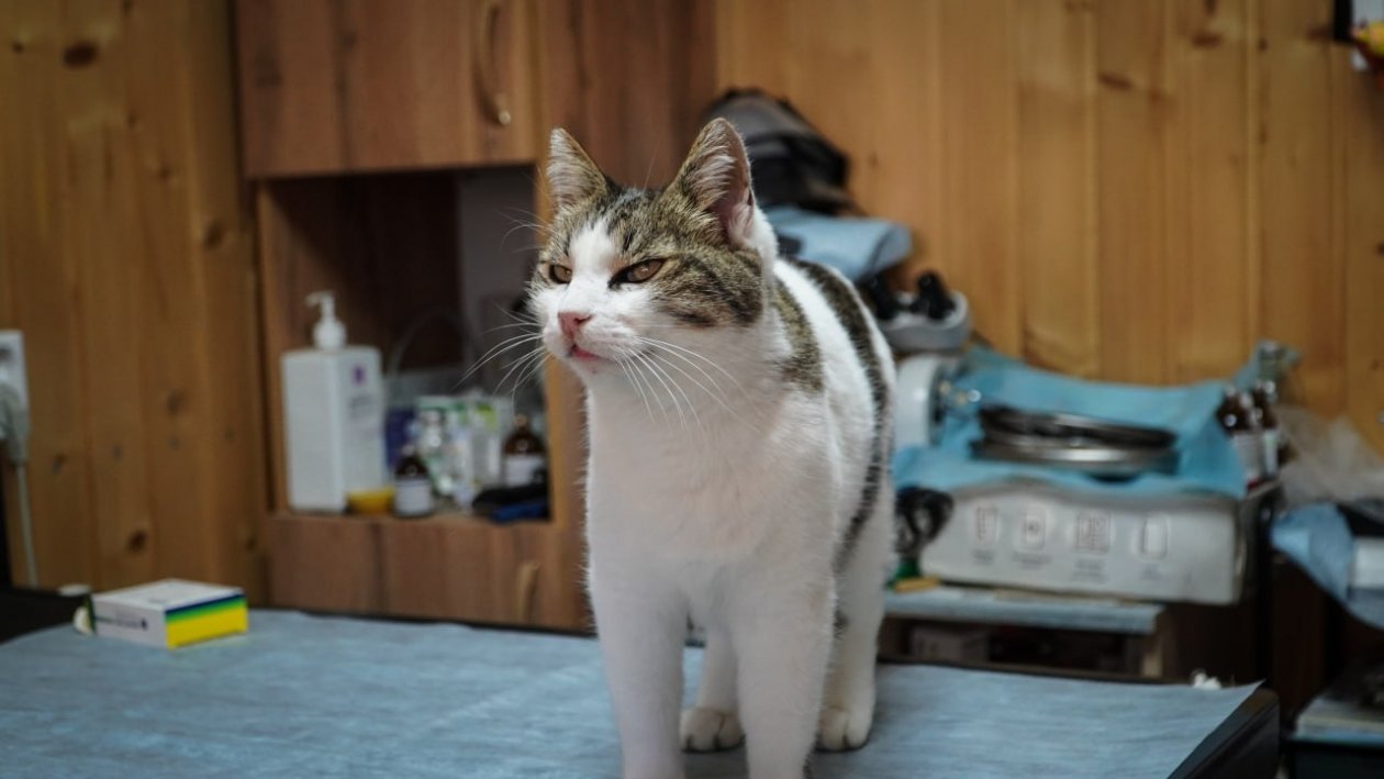 Ветслужба Ялты