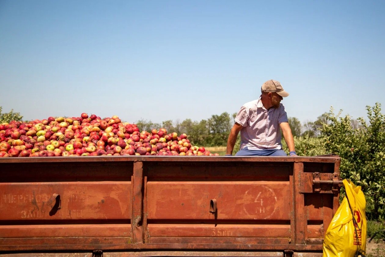 Рост экспорта и рекордный урожай: каким был год для аграриев Ставрополья ИА Stavropol.Media