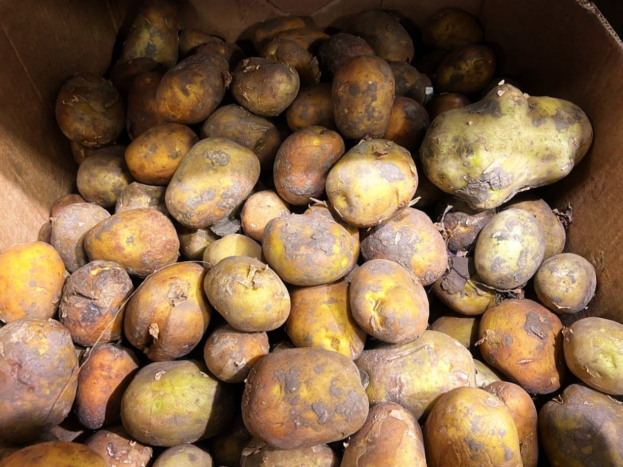 Сажаю только этот сорт-гигант: дает до 30 кг картофеля, который не гниет и идеален для пюре ИА Stavropol.Media