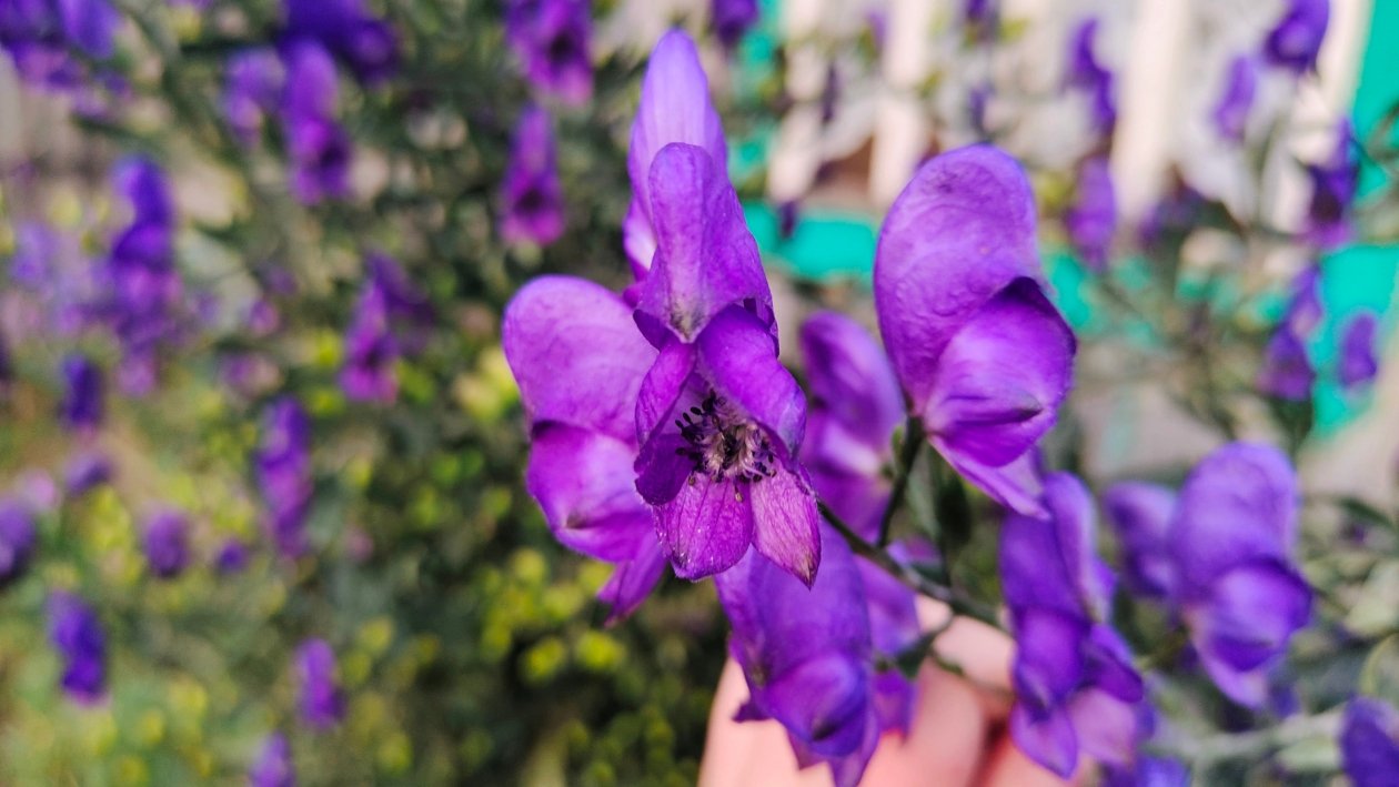 Дельфиниум Автора