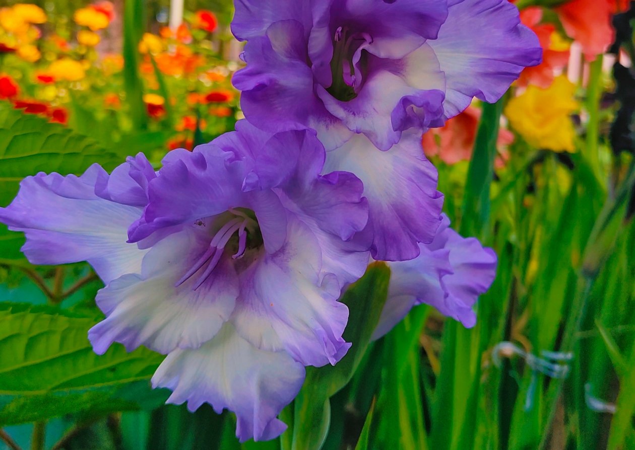 Цветы Автора