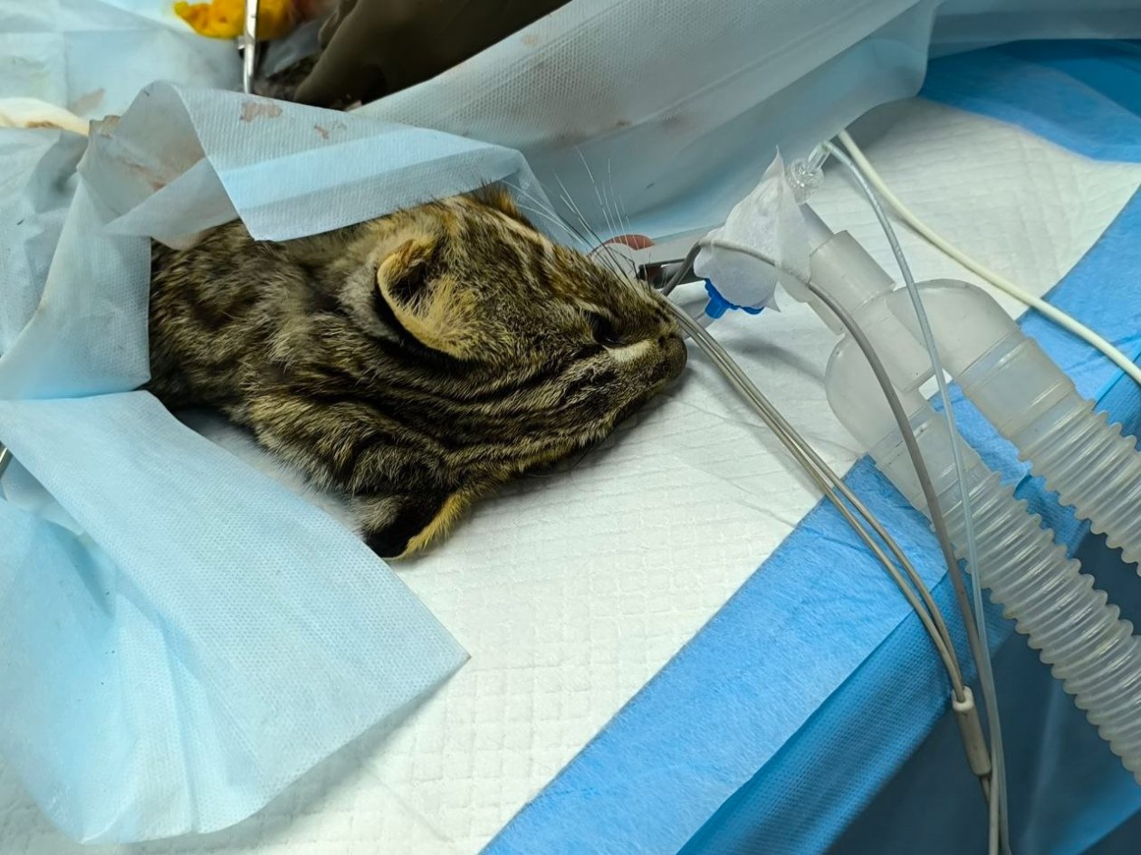 Дальневосточный лесной кот на операции Пресс-служба центра &quotТигр&quot