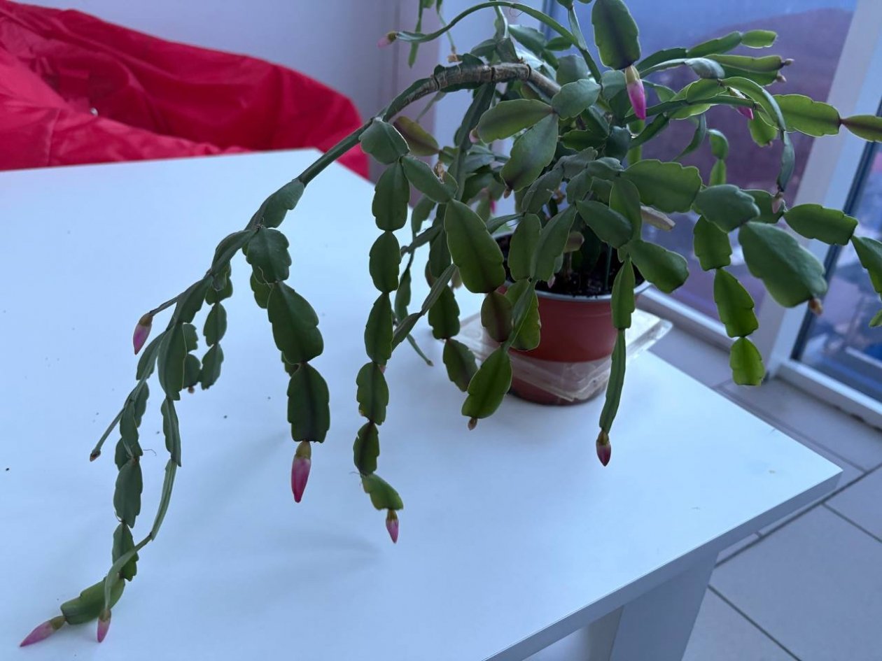 ИА Stavropol.Media