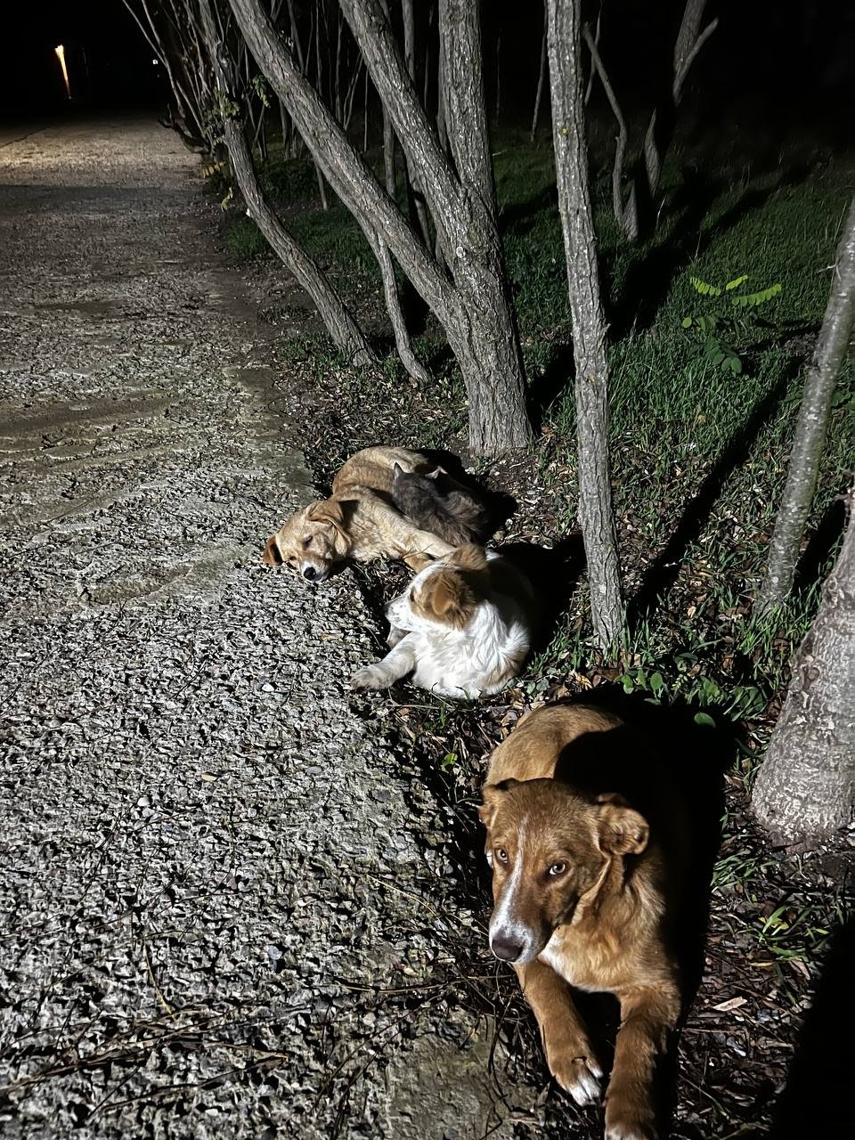 Хвостатые товарищи дарят позитив защитникам Народный Фронт Крыма