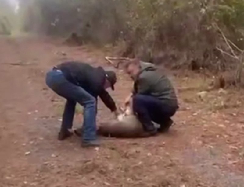 Дикая косуля забрела в сочинский торговый центр t.me/npsochi_official