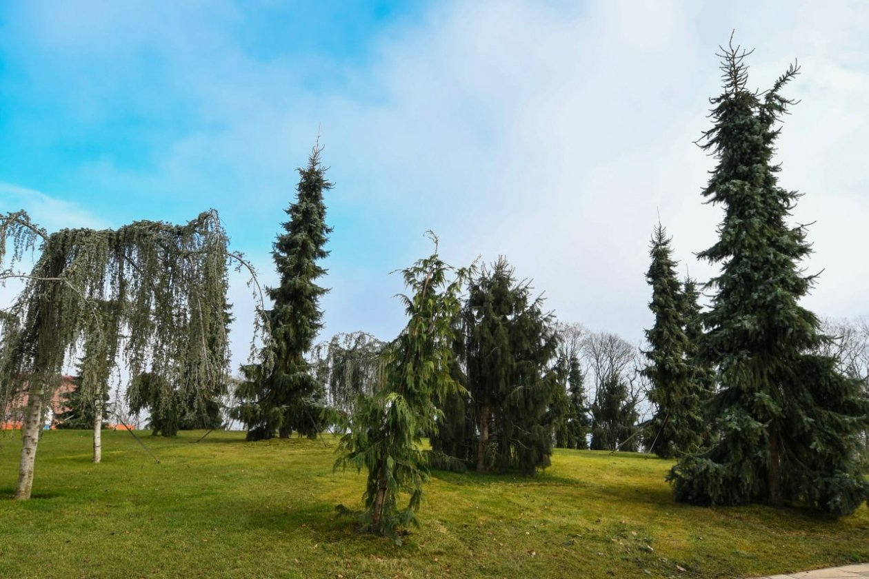 Над каньоном в краснодарском парке Галицкого теперь растут атласские кедры t.me/parkkrd