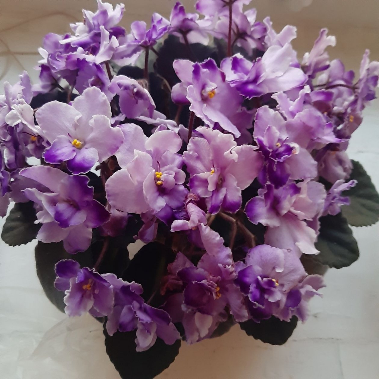 Фото автора автора