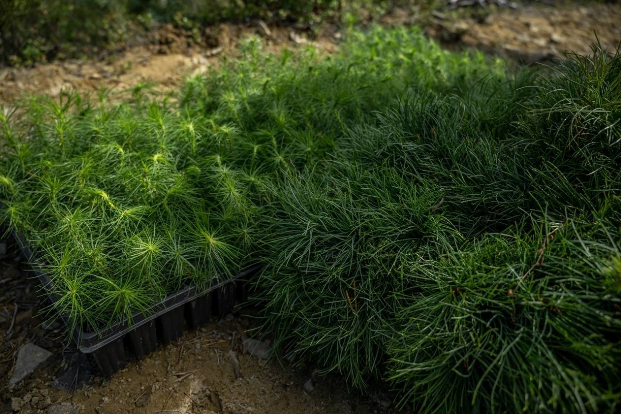 Тематическая фотография РЭО