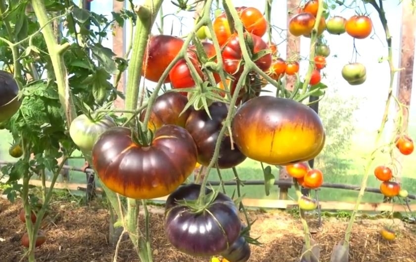 Один куст — гора плодов: экзотический томат, который превращает обычную грядку в витрину рынка тропических фруктов кадр видео из канала &quotВаш Ассистент&quot (12+)