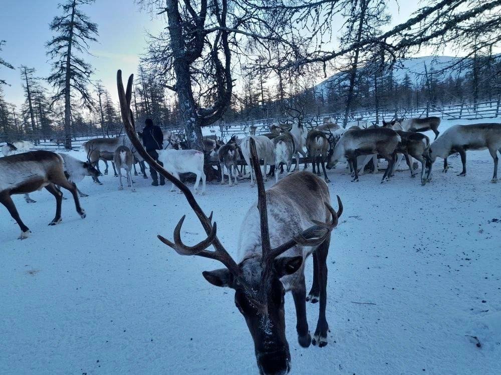 Олени тг-канал (18+) Минприроды Забайкалья