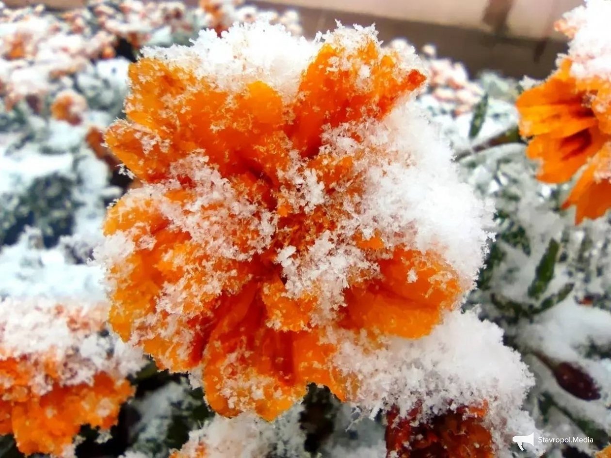 Аномалии погоды на Ставрополье в 2025 году назвал профессор СКФУ ИА Stavropol.Media