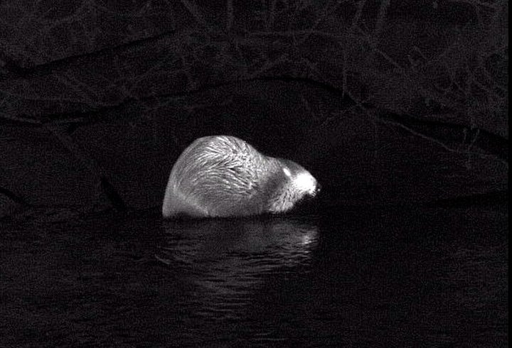 Целую семью бобров засекли с помощью тепловизора в одном из регионов России Тг-канал (18+) &quotКаждой твари по паре&quot